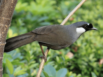 TOP 10 loài chim cảnh được ưa chuộng tại Việt Nam (phần 2)