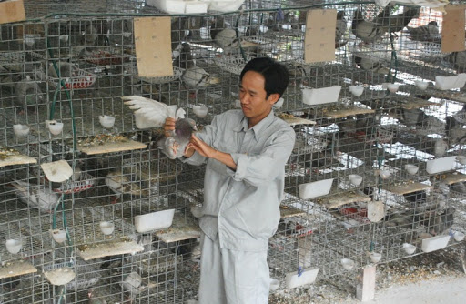 Chim cá cảnh Chín Đào, Cửa hàng trực tuyến | Shopee Việt Nam