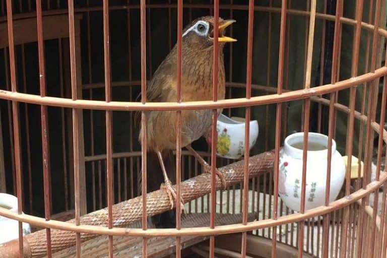 Cách chọn chim Họa Mi – Chim Cảnh Việt