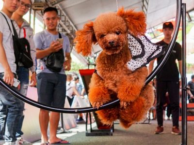 Điểm mặt các “ngôi sao” trong Lễ hội cún cưng 2020 tại Sài Gòn