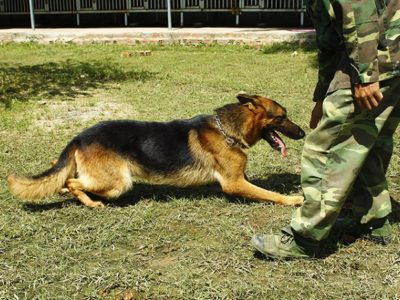 Cách nuôi và huấn luyện chó Becgie Đức