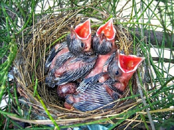 Cách nuôi và chăm sóc chim vành khuyên non khỏe mạnh