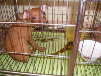 chú chó bị bệnh tiêu chảy